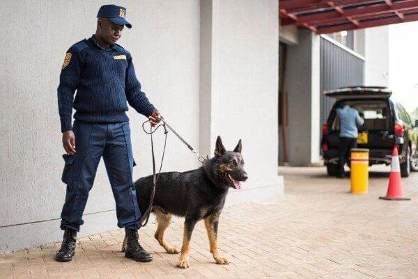 kk-security-protection-dogs-with-its-master-in-front-of-building.jpg.bv_resized_desktop.jpg.bv